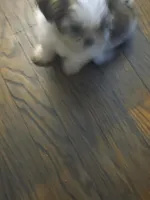 Sissi, a female Shih Tzu for sale in Shelby, NC – Photo 4 of 5