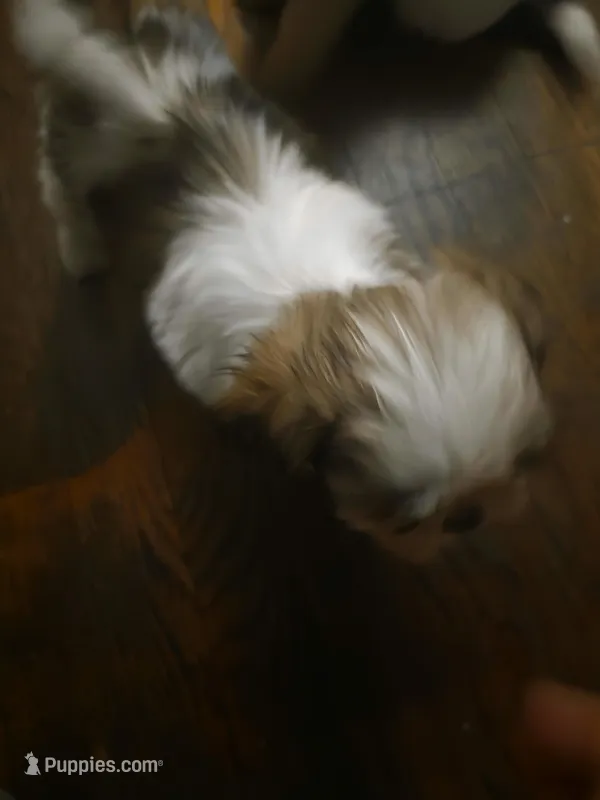 Sissi – Shih Tzu puppy for sale in Shelby, NC