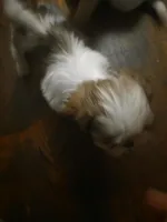 Sissi, a female Shih Tzu for sale in Shelby, NC – Photo 1 of 5