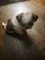 Sissi, a female Shih Tzu for sale in Shelby, NC – Photo 5 of 5