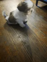 Sissi, a female Shih Tzu for sale in Shelby, NC – Photo 2 of 5