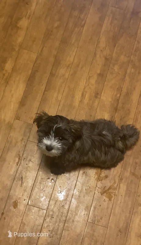Bear – Maltipoo puppy for sale in Boston, MA