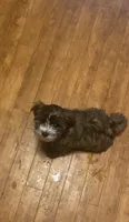 Bear, a male Maltipoo for sale in Boston, MA – 1 of 3