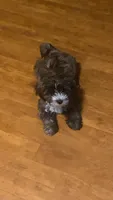 Bear, a male Maltipoo for sale in Boston, MA – 2 of 3