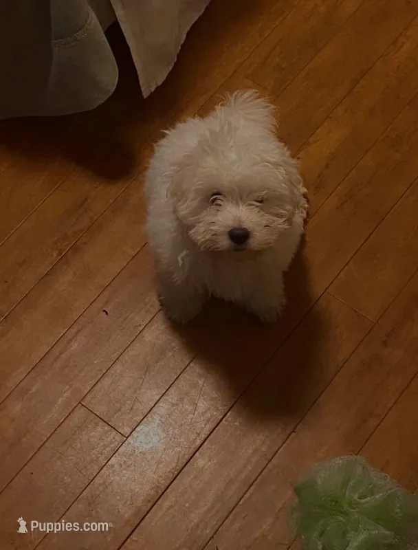 Sugar – Maltipoo, Shih Tzu puppy for sale in Boston, MA