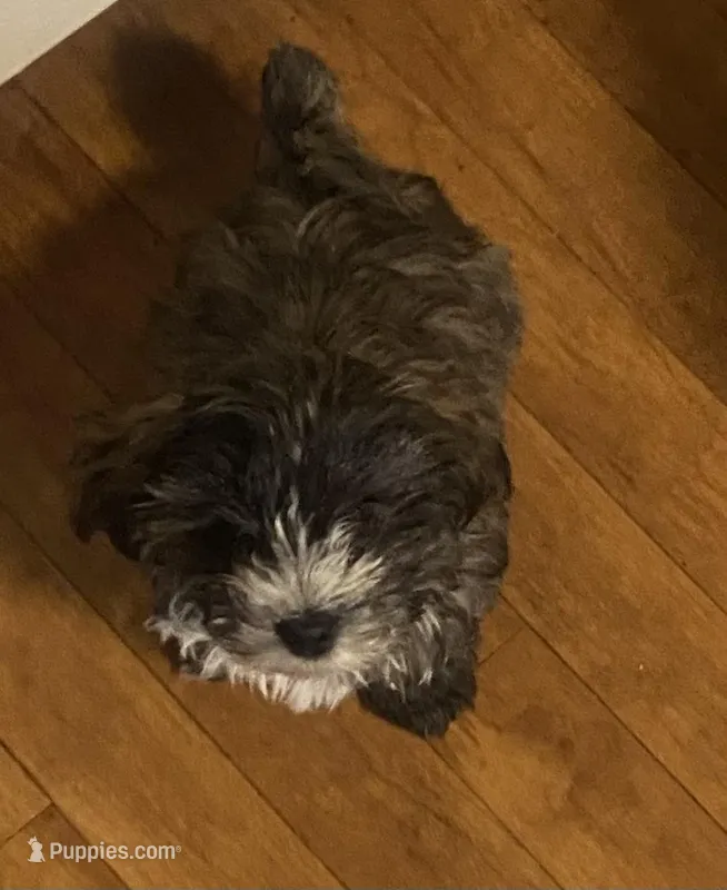 Bear – Maltipoo, Maltese puppy for sale in Boston, MA