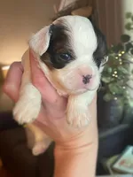 Ralph, a male Cavalier King Charles Spaniel for sale in Gladstone, VA – Photo 2 of 2