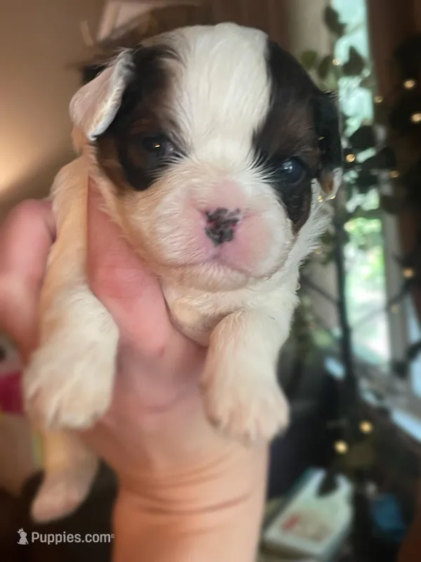 Ralph – Cavalier King Charles Spaniel puppy for sale in Gladstone, VA