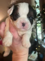 Ralph, a male Cavalier King Charles Spaniel for sale in Gladstone, VA – Photo 1 of 2