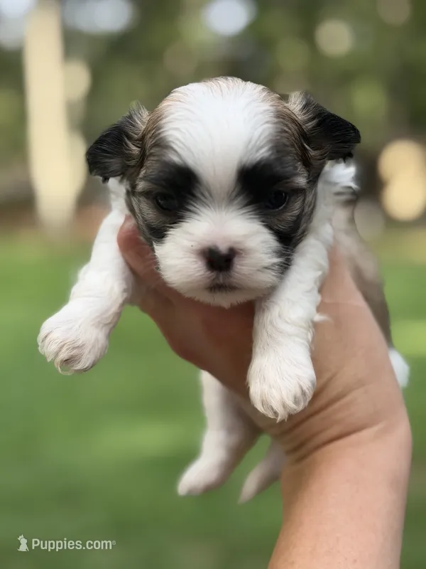Mango – Mal Shi puppy for sale in Gladstone, VA