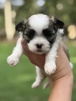 Mango, a male Mal Shi for sale in Gladstone, VA – 1 of 1
