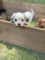 Paprika , a female Mal Shi for sale in Gladstone, VA – 4 of 5