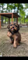 Cinnamon, a female Mal Shi for sale in Gladstone, VA – 1 of 3