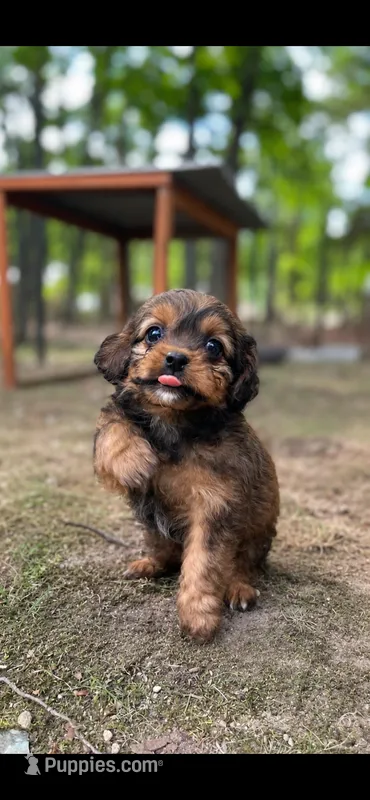 Cinnamon  – Mal Shi puppy for sale in Gladstone, VA
