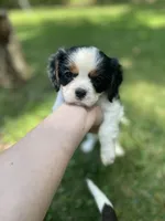 Winston, a male Cavalier King Charles Spaniel for sale in Gladstone, VA – 2 of 5