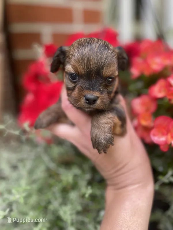 Cinnamon  – Mal Shi puppy for sale in Gladstone, VA