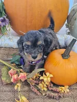 Ladybug , a female Cavapoo for sale in Gladstone, VA – 2 of 4