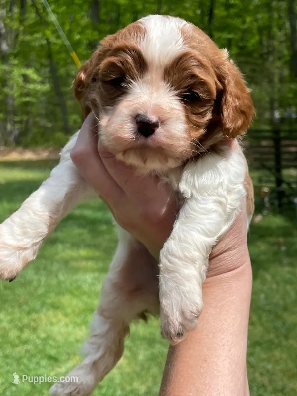 Sky – Cavapoo puppy for sale in Gladstone, VA