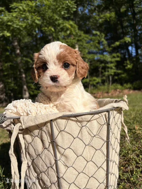 Sunshine  – Cavapoo puppy for sale in Gladstone, VA