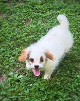 Yogurt, a female Mal Shi for sale in Gladstone, VA – 2 of 5