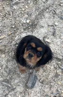 Fiona , a female Cavalier King Charles Spaniel for sale in Gladstone, VA – 2 of 4