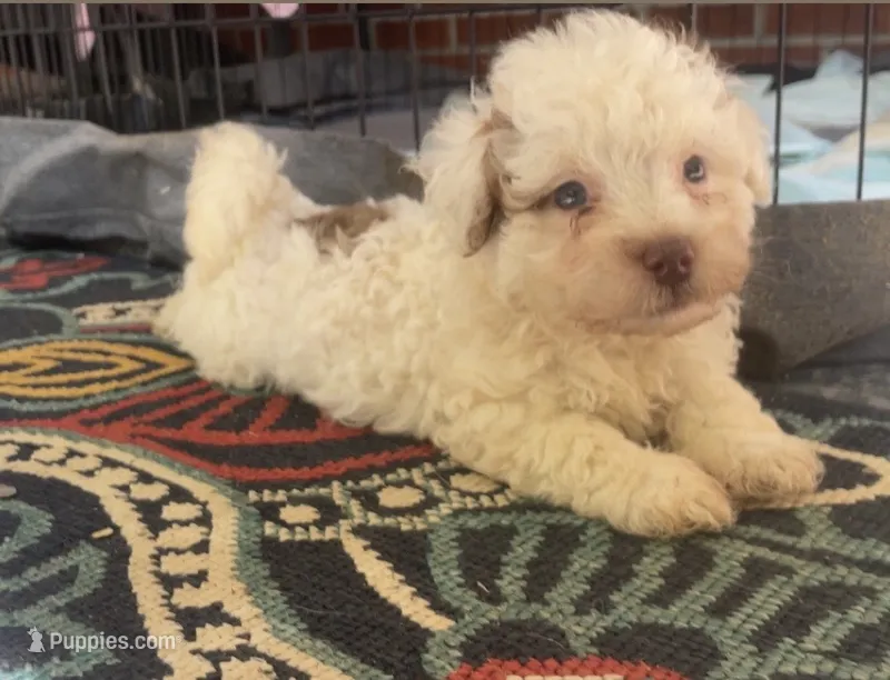 Button – Maltipoo puppy for sale in Gladstone, VA