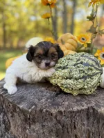 Marigold , a female Cavapoo for sale in Gladstone, VA – 2 of 2