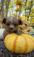 Poppy, a female Cavapoo for sale in Gladstone, VA – 2 of 4