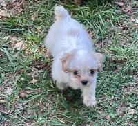 Paprika , a female Mal Shi for sale in Gladstone, VA – 2 of 5