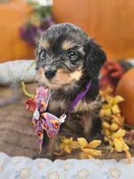 Ladybug , a female Cavapoo for sale in Gladstone, VA – 3 of 4