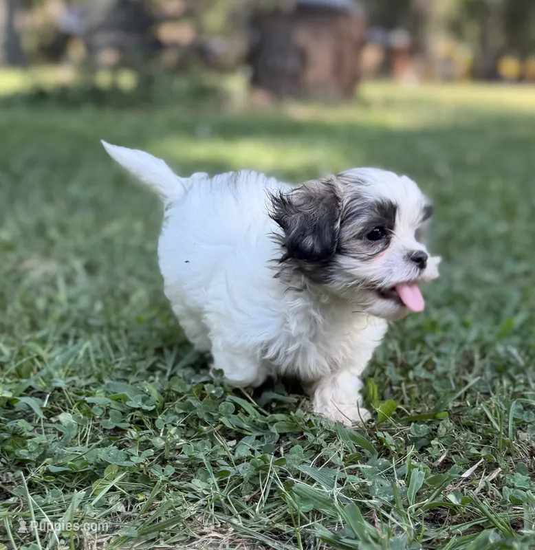 Maximus – Mal Shi puppy for sale in Gladstone, VA