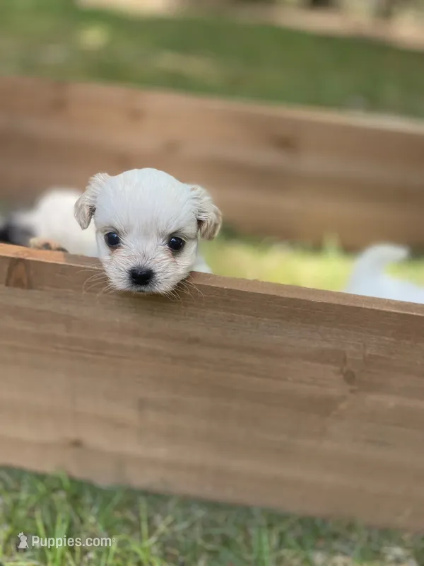 Paprika  – Mal Shi puppy for sale in Gladstone, VA