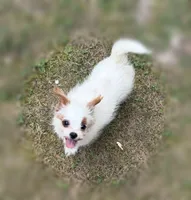 Yogurt, a female Mal Shi for sale in Gladstone, VA – 4 of 6