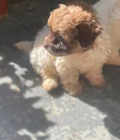 Cocoa, a female Maltipoo for sale in Gladstone, VA – 2 of 3