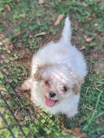 Paprika , a female Mal Shi for sale in Gladstone, VA – 1 of 5