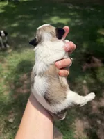 Maximus, a male Mal Shi for sale in Gladstone, VA – 5 of 7