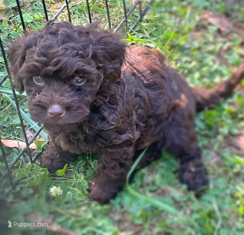 Ivy – Maltipoo puppy for sale in Gladstone, VA