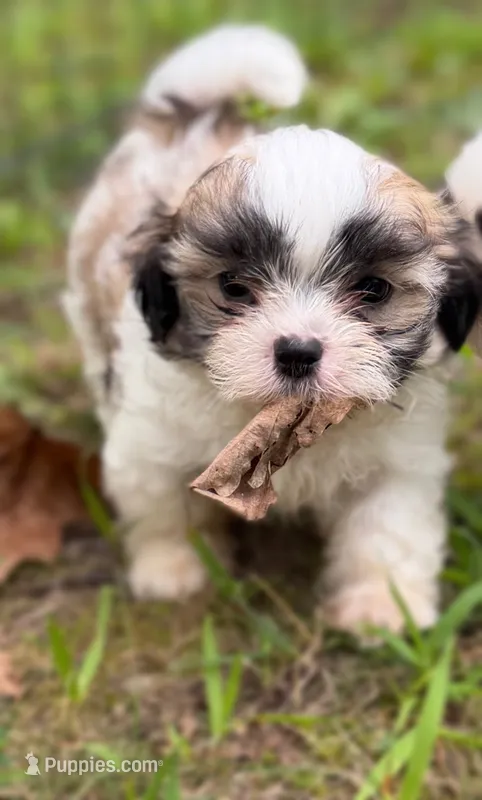 Mango – Mal Shi puppy for sale in Gladstone, VA
