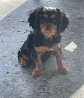 Fiona , a female Cavalier King Charles Spaniel for sale in Gladstone, VA – 3 of 4