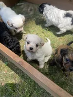 Paprika , a female Mal Shi for sale in Gladstone, VA – 5 of 5
