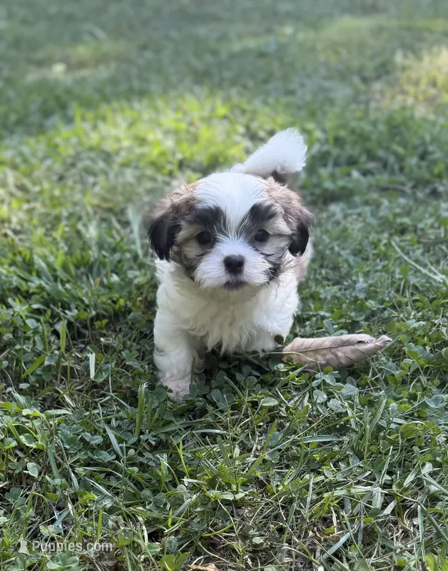 Mango – Mal Shi puppy for sale in Gladstone, VA