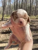 Sky, a female Cavapoo for sale in Gladstone, VA – Photo 2 of 3