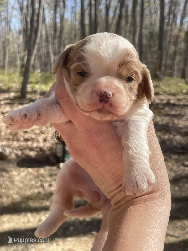 Sky – Cavapoo puppy for sale in Gladstone, VA