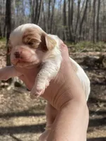 Sky, a female Cavapoo for sale in Gladstone, VA – Photo 3 of 3