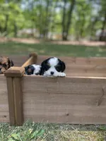 Winston, a male Cavalier King Charles Spaniel for sale in Gladstone, VA – 3 of 5