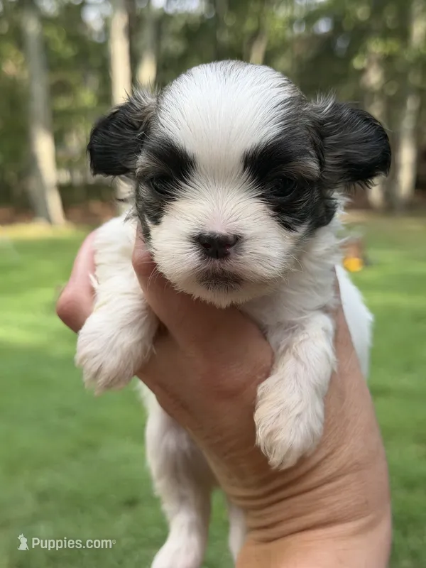 Maximus – Mal Shi puppy for sale in Gladstone, VA