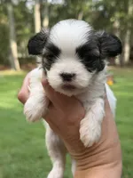 Maximus, a male Mal Shi for sale in Gladstone, VA – 1 of 7