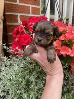 Cinnamon , a female Mal Shi for sale in Gladstone, VA – 3 of 4