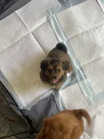 Cinnamon, a female Mal Shi for sale in Gladstone, VA – 2 of 3
