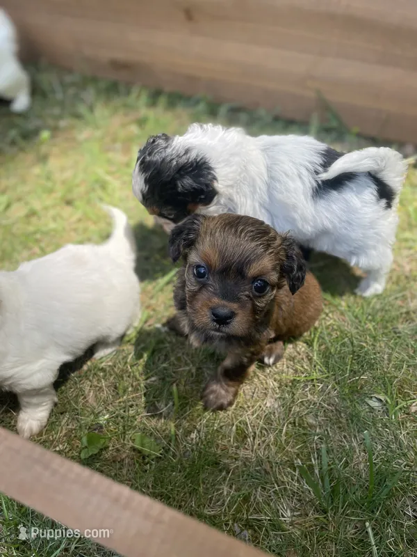 Cinnamon  – Mal Shi puppy for sale in Gladstone, VA